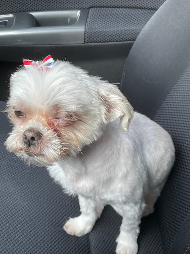 Pet Supply Store «Petco Animal Supplies», reviews and photos, 26209 104th Ave SE, Kent, WA 98030, USA