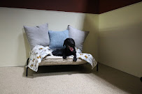 Hank's K9 Social Club - Photo 4 - Car repair in Colorado Springs, CO, Colorado Springs