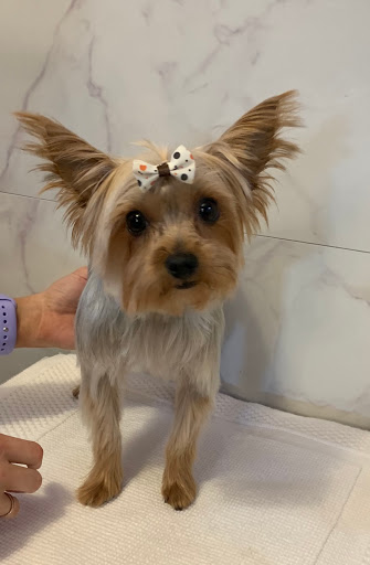 Pet Store «Pet Village», reviews and photos, 5610 Old York Rd, Rock Hill, SC 29732, USA