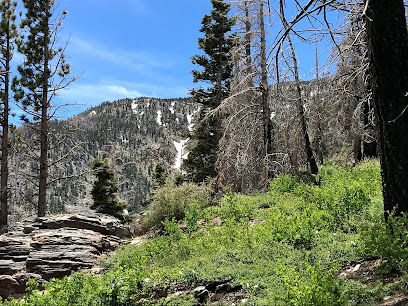 Forsee Creek trail