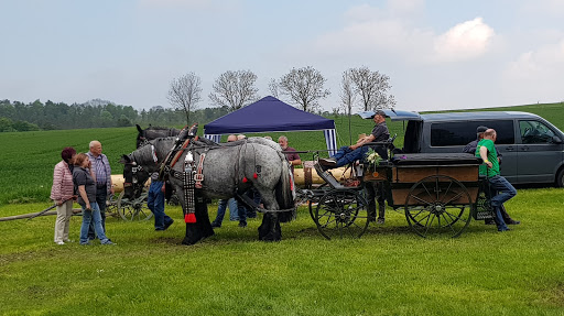 Pferde in Thüringen unter Ilmenau, 
