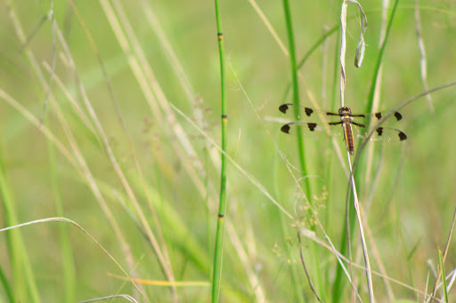 Nature Preserve «Kenosha Sand Dunes», reviews and photos, 7th Ave, Pleasant Prairie, WI 53158, USA