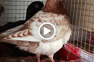 Rasi fancy pigeon farm image