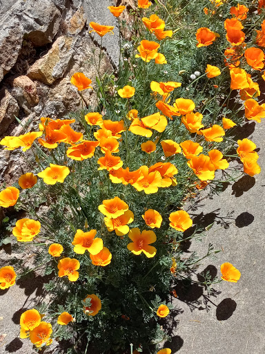 Grocery Store «Grocery Outlet Bargain Market», reviews and photos, 616 Sutton Way, Grass Valley, CA 95945, USA