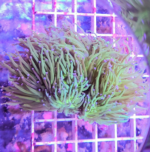 Tropical Fish Store «Shipwreck Cove Custom Aquariums», reviews and photos, 215 S El Camino Real, Encinitas, CA 92024, USA