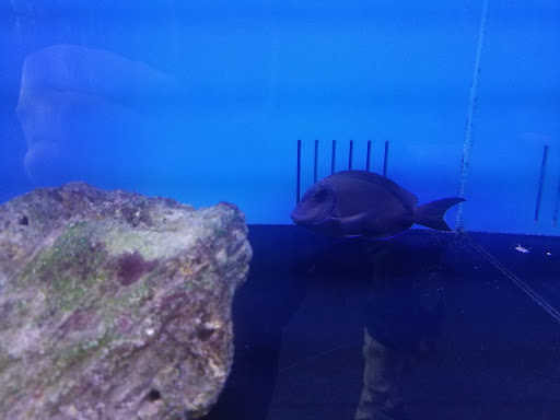 Tropical Fish Store «Richmond Aquarium», reviews and photos, 3645 Speeks Dr, Midlothian, VA 23112, USA