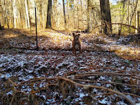 Love of The Pup, LLC - Photo 7 - Car repair in , Asheville