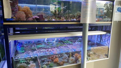 Ornamental fish Gottschalk freshwater and marine aquariums unter Neu Wulmstorf, 