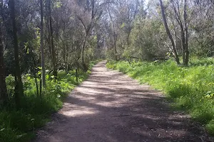 Goleta Monarch Butterfly Grove at Ellwood Mesa image