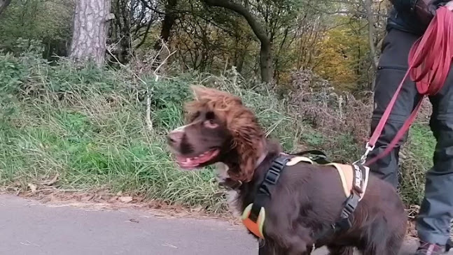 Reviews of Lothian Dog Training in Brighton - Dog trainer