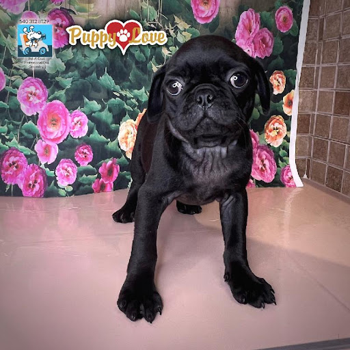 Pet Store «Puppy Love», reviews and photos, 4802 Valley View Blvd NW Uf290, Roanoke, VA 24012, USA