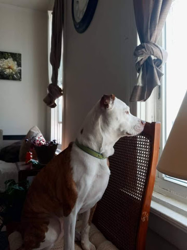 Pet Store «Animart Pet Store», reviews and photos, 1600 N Spring St, Beaver Dam, WI 53916, USA