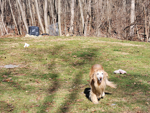 Precision Pet Urgent Care LLC image