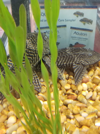 Pet Supply Store «Petco Animal Supplies», reviews and photos, 975 NW Gilman Blvd E, Issaquah, WA 98027, USA