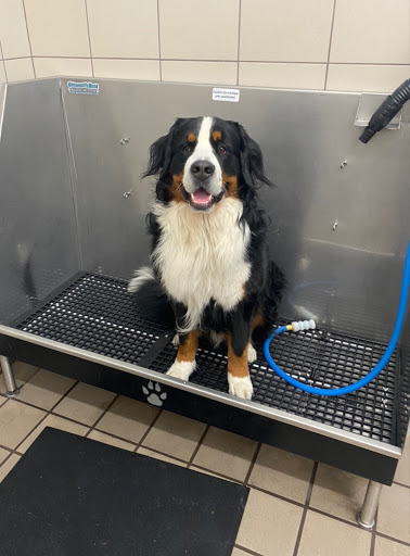 Pet Supply Store «Pet Supplies Plus», reviews and photos, 135-25 79th St, Howard Beach, NY 11414, USA