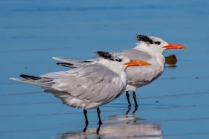 Aves do Sul - Birdwatching image
