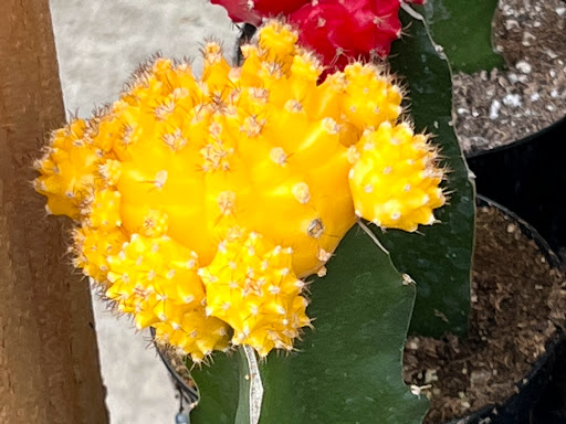 Home Improvement Store «The Home Depot», reviews and photos, 2750 Crow Canyon Rd, San Ramon, CA 94583, USA