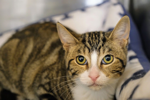 Pet Supply Store «PetSmart», reviews and photos, 1034 N El Camino Real, Encinitas, CA 92024, USA