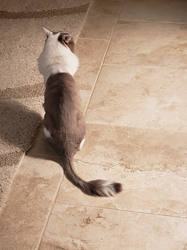 Pet Groomer «Woof Gang Bakery & Grooming, The Villages», reviews and photos, 3682 Meggison Rd, The Villages, FL 32163, USA