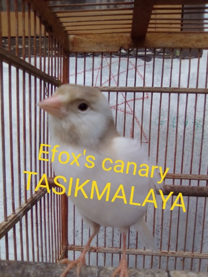 Efoxs Canary Tasikmalaya