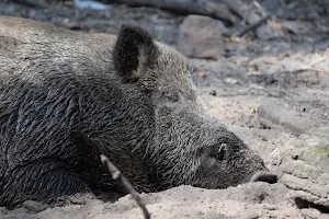 Wildgehege im Spandauer Forst image