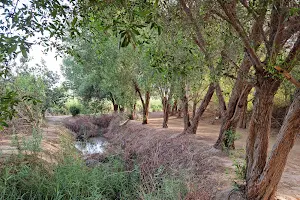 Karzakkan forest غابة كرزكان image