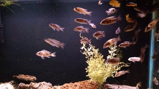 Pet Store «Fancy Tails Fish Farm», reviews and photos, 2324 US Hwy 27 S, Sebring, FL 33872, USA