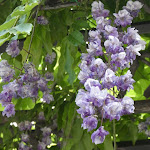 Photo n°4 de l'avis de Chiara.a fait le 25/04/2024 à 22:11 sur le  Villa della Pergola à Alassio