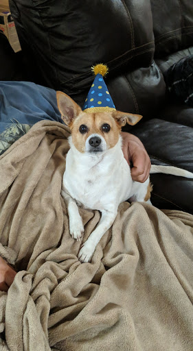 Pet Supply Store «PetSmart», reviews and photos, 2160 Jericho Turnpike, Commack, NY 11725, USA