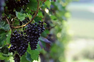 Cooperative Winery of Nemea image