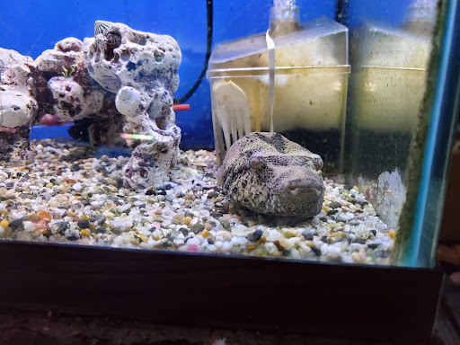 Tropical Fish Store «Midway Tropical Fish & Pets», reviews and photos, 24101 Pacific Hwy S, Kent, WA 98032, USA