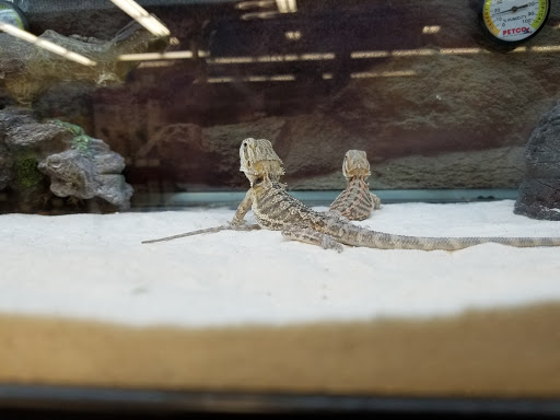 Pet Supply Store «Petco Animal Supplies», reviews and photos, 22000 Dulles Retail Plaza #110, Sterling, VA 20166, USA