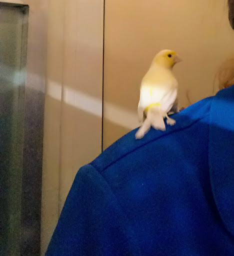 Pet Supply Store «PetSmart», reviews and photos, 1900 W International Speedway Blvd, Daytona Beach, FL 32114, USA