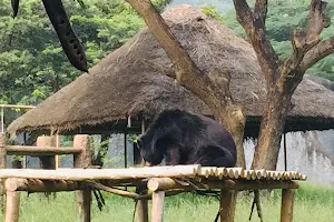 Himalayan Black Bear image