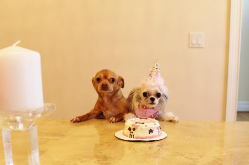 Pet Supply Store «Posh Pet Glamour Boutique», reviews and photos, 19 N Riverside Ave, Terryville, CT 06786, USA