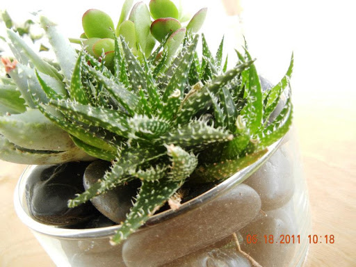 Florist «Eclectic Garden», reviews and photos, 323 Walnut St, St Charles, IL 60174, USA