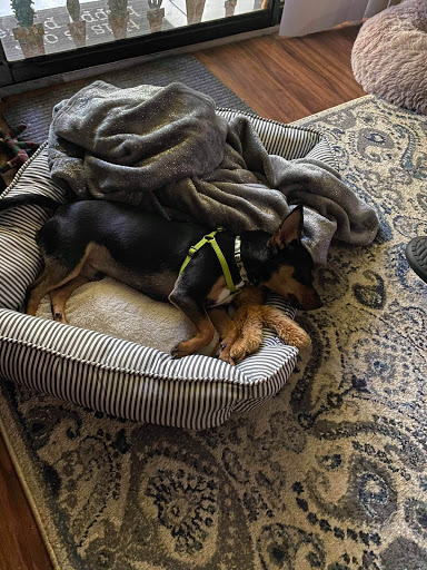 Pet Supply Store «PetSmart», reviews and photos, 5013 S Cleveland Ave, Fort Myers, FL 33907, USA