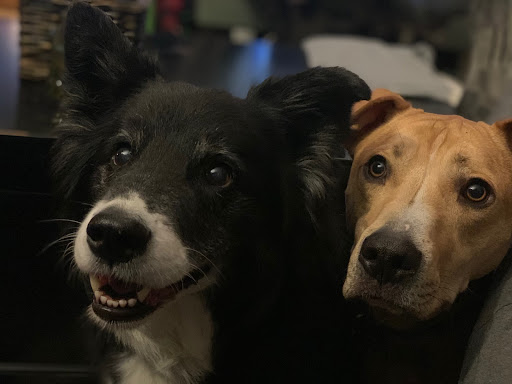 Explore jester tattoo ideas, creative tattoo ideas in Snohomish, available at Valley Roots Studio