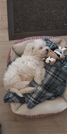 Pet Store «Pets Plus», reviews and photos, 454 TN-46, Dickson, TN 37055, USA