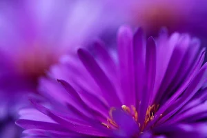 Brookdale Flower Shop image