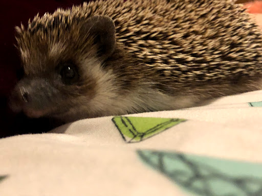 Pet Store «Wildside Pets», reviews and photos, 1042 N Higley Rd #105, Mesa, AZ 85205, USA