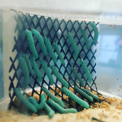 Nature's CUC and Feeders