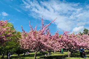 The Japanese Garden of Herăstrău Park image