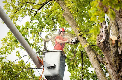 Tree service of Windsor