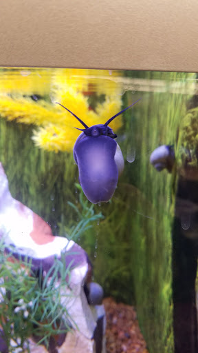 Pet Store «PetSmart», reviews and photos, 850 Folly Rd, Charleston, SC 29412, USA