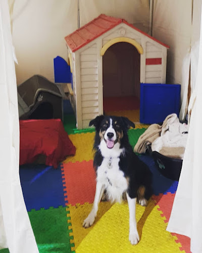 Scent-a-Barks - Doggy Day Care Centre - Norwich