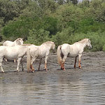 Photo n° 4 de l'avis de Fanny.r fait le 12/08/2021 à 18:46 pour Tiki III à Saintes-Maries-de-la-Mer