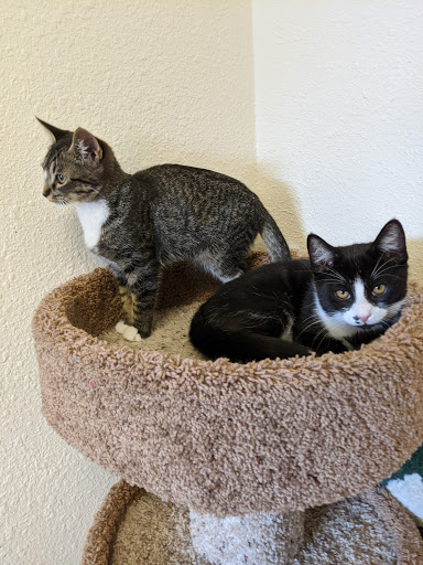 Thrift Store «Companion Animal Foundation», reviews and photos, 88 Sunnybrae Center, Arcata, CA 95521, USA