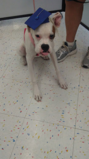 Pet Supply Store «Petco Animal Supplies», reviews and photos, 313 Homer M Adams Pkwy, Alton, IL 62002, USA