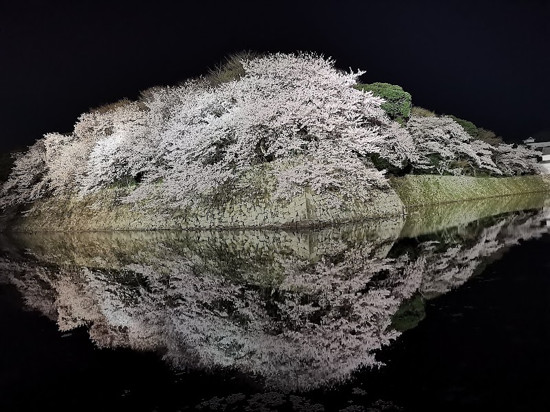 彦根城二の丸東隅の桜